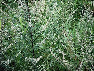 Bijvoet plant, Tuin en Terras, Planten | Tuinplanten, Overige soorten, Volle zon, Zomer, Ophalen of Verzenden