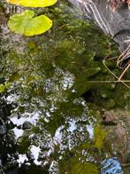 Gratis Vijverplanten - Waterlelies & Meer!, Tuin en Terras, Ophalen, Zo goed als nieuw