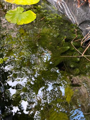 Gratis Vijverplanten - Waterlelies & Meer! beschikbaar voor biedingen