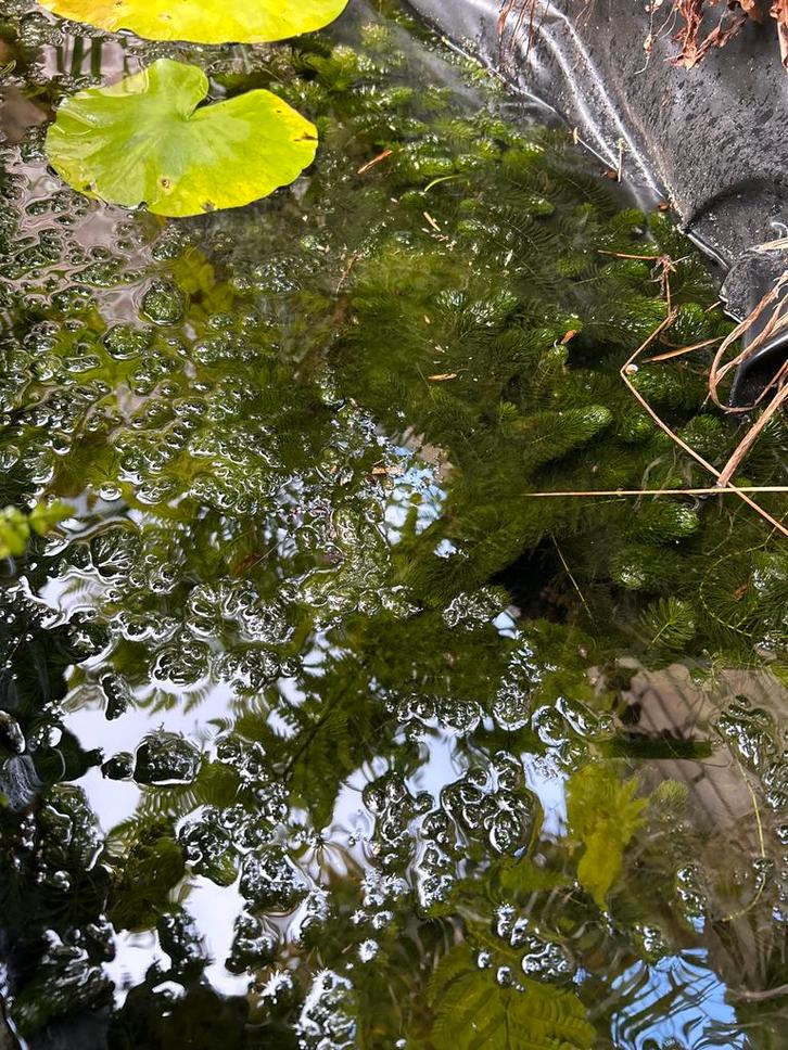 Gratis Vijverplanten - Waterlelies & Meer!, Tuin en Terras, Vijvers, Zo goed als nieuw, Ophalen