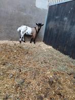 Jonge Dwerggeit bok bokken, Dieren en Toebehoren, Schapen, Geiten en Varkens, Mannelijk, Geit