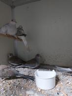 Diamantduiven, Dieren en Toebehoren, Meerdere dieren, Geringd