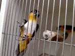 Mooi jong koppel Zwartkop caique's, Meerdere dieren, Papegaai, Geringd