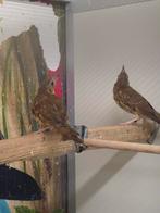 Zanglijsters, Dieren en Toebehoren, Vogels | Overige Vogels, Geslacht onbekend, Wildzangvogel, Geringd