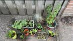 Diverse plantjes, Ophalen of Verzenden