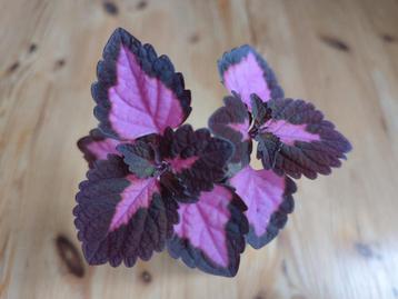 Kamerplant of tuinplant Coleus China rose siernetel OPHALEN beschikbaar voor biedingen