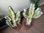 Cactus 70cm groeit witte bladeren in lente, 2 voor €50, Ophalen, Halfschaduw, Minder dan 100 cm, Groene kamerplant