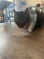 Plastic kap / kraag kat L, Ophalen of Verzenden