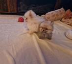 pomeriaan de witte is een teefje de andere een reutje., Dieren en Toebehoren, HCC (leverziekte), 8 tot 15 weken, Teef, Poolhond