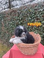 Te koop mooie speelse boomer pups, Dieren en Toebehoren, Parvo, Overige rassen, 8 tot 15 weken, Meerdere