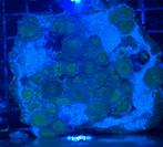 Captain jerk zoanthids steen WYSIWYG, Dieren en Toebehoren, Zoutwatervis