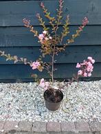 Lagerstroemia Petite Pink, Volle zon, Vaste plant, Zomer, Ophalen