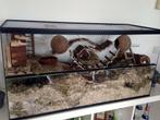 Luxe Terrarium / knaagdierkooi of hok voor Gerbil & Hamster, Dieren en Toebehoren, Nieuw, Minder dan 60 cm, Ophalen of Verzenden
