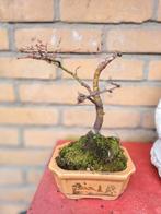 Groene Acer palmatum 'Disectum' bonsai, Ophalen, Bloeit niet, Halfschaduw, Overige soorten