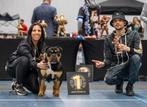 2 Lieve knappe old english pups mogen het nest verlaten !, Dieren en Toebehoren, Honden | Bulldogs, Pinschers en Molossers, Teef