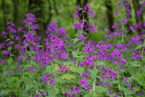 Bio zaden Judaspenning - Lunaria annua | Eetbare bloemen, Tuin en Terras, Bloembollen en Zaden, Zaad, Voorjaar, Halfschaduw, Ophalen of Verzenden