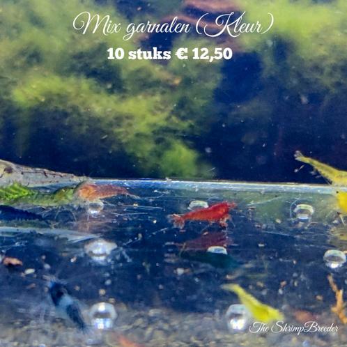 Garnalen & kreeften vanaf € 12,50, Dieren en Toebehoren, Vissen | Aquariumvissen, Kreeft, Krab of Garnaal