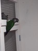 Pyrrhura lepida jong en overjarig, Meerdere dieren, Parkiet, Geringd