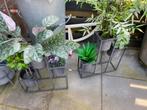 Plantenstandaard Set - Metaal - Binnen/Buiten, Ophalen, Zo goed als nieuw, Binnen