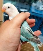 Prachtige piep jonge agapornis fisheri lovebirds opaline, Dieren en Toebehoren, Vogels | Parkieten en Papegaaien, Meerdere dieren