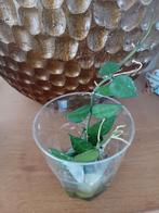 Hoya krohniana stekjes, Overige soorten, Minder dan 100 cm, Ophalen of Verzenden, Halfschaduw