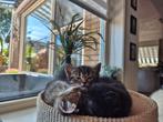 Halve britse korthaar kittens, Dieren en Toebehoren, Katten en Kittens | Overige Katten, Meerdere dieren