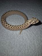 0.03 haakneusjes het albino, Dieren en Toebehoren, Reptielen en Amfibieën, Slang, 0 tot 2 jaar