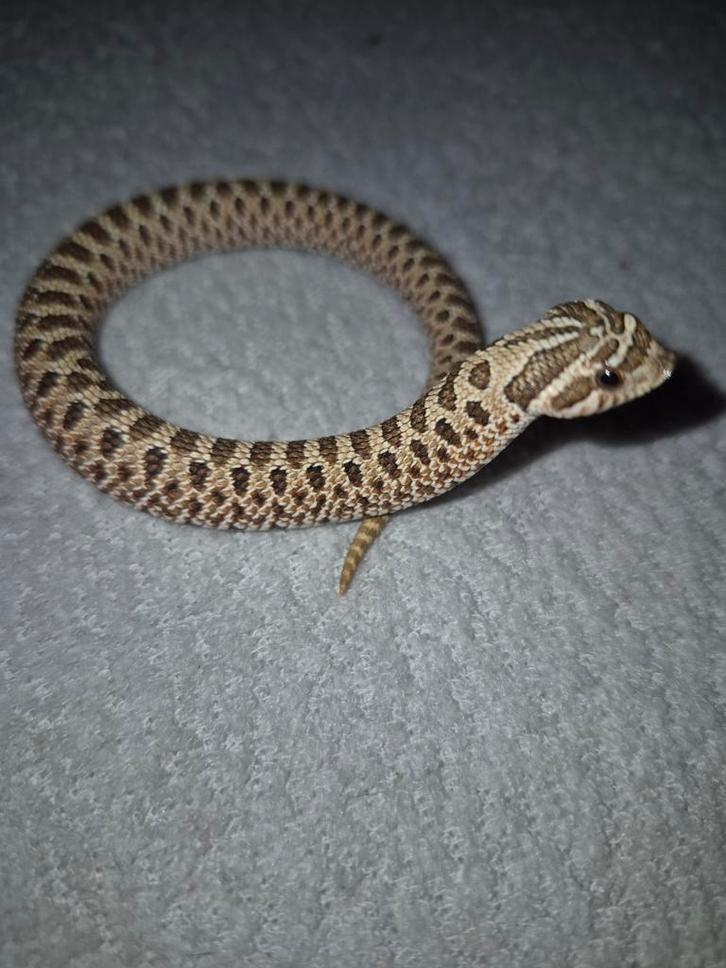 0.03 haakneusjes het albino