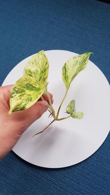 Epipremnum pinnatum marble queen stekken beschikbaar voor biedingen
