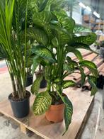 Dieffenbachia XXL Kamerplant, Ophalen, Overige soorten, Halfschaduw, In pot