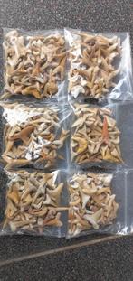 50 fossielen haaientanden uit Marokko haai, Ophalen of Verzenden, Fossiel