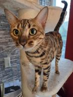 Bengaal poes stamboom 1,5 jaar, Poes, Gechipt, 0 tot 2 jaar