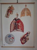 Vintage Schoolplaat - Anatomie Ademhalingsorganen., Antiek en Kunst, Antiek | Schoolplaten, Ophalen of Verzenden, Natuur en Biologie