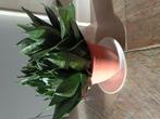 Breed blad sanseveria 40 cm hoog. Volle pot, Ophalen, Halfschaduw, Minder dan 100 cm