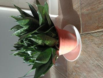 Breed blad sanseveria 40 cm hoog. Volle pot beschikbaar voor biedingen