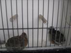 koppel Chinese dwergkwartels dwerg kwartels, Meerdere dieren