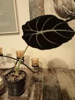 Alocasia Reginula Black Velvet, Ophalen, Overige soorten, Halfschaduw, Minder dan 100 cm
