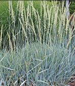 Leymus Arenarius Glaucus | Blauwe Helm | Chemievrij | P9, Volle zon, Vaste plant, Siergrassen, Ophalen of Verzenden