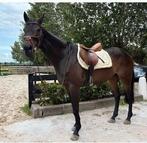 5 jarige Volbloed merrie, voor de gevorderde ruiter, Dieren en Toebehoren, Paarden, Zadelmak, 3 tot 6 jaar, Gechipt, 160 tot 165 cm