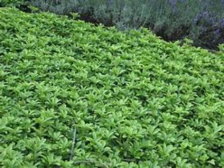 Pachysandra Terminalis (ideale, goedkope bodembedekker) pot, Tuin en Terras, Planten | Tuinplanten, Overige soorten, Halfschaduw
