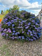 Grote hortensia, Tuin en Terras, Planten | Struiken en Hagen, Ophalen, Hortensia, Struik, 100 tot 250 cm