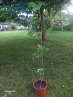 noorse esdoorn, Tuin en Terras, Planten | Bomen, Ophalen, Lente, Dakboom, 100 tot 250 cm