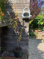 Bio platte perzik boom Prunus Persica Saturne, Tuin en Terras, Ophalen, Overige soorten, In pot, Halfschaduw
