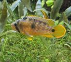 Apistogramma Nijseni man, Dieren en Toebehoren, Vis