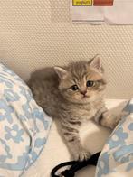 Britse korthaar kittens . Raszuivere Britse kittens, Dieren en Toebehoren, Meerdere dieren, Ontwormd, 0 tot 2 jaar