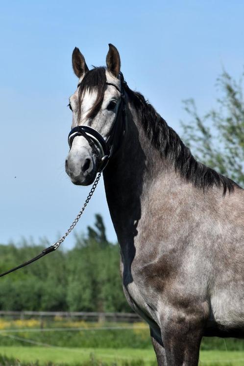## SUPER LEUKE, mega lieve & mooie Andalusier ruin ##, Dieren en Toebehoren, Pony's, Ruin, Recreatiepony, 3 tot 6 jaar, Gechipt