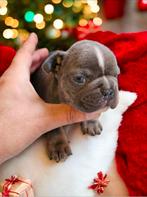 Franse buldog pups met stamboom, Dieren en Toebehoren, Honden | Bulldogs, Pinschers en Molossers, België, Particulier, Rabiës (hondsdolheid)
