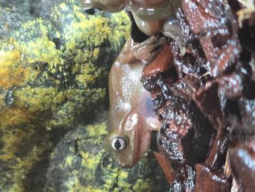 Nakweek koraalteenboomkikkers groen en snowflake  beschikbaar voor biedingen