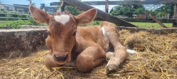 All-round medewerker Boerderij beschikbaar voor biedingen