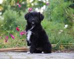 Lieve en mooie Border Collie x Markiesje x Kooiker x Pups, Nederland, Overige rassen, 8 tot 15 weken, CDV (hondenziekte)